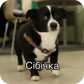 Стикер Кріб - 5