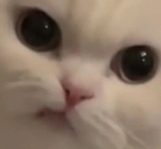 млекопитающее животное кошка