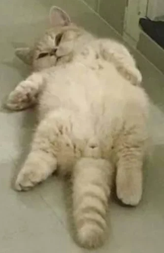 animal mammal felidae