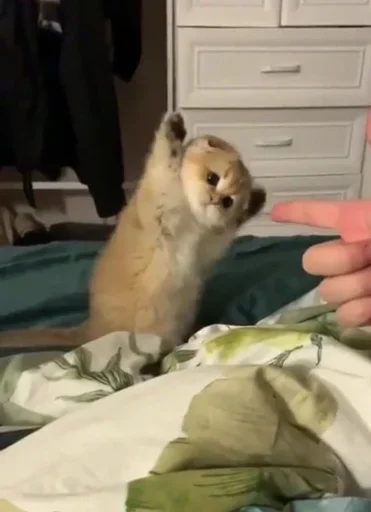 animal indoor mammal