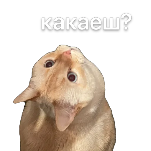 Sticker KremDaun - 1