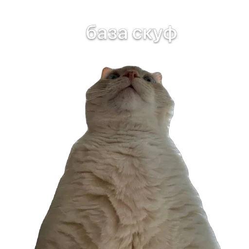 Sticker KremDaun - 1