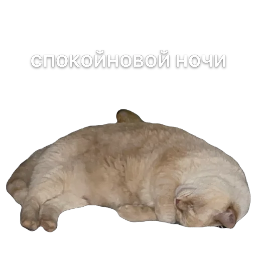 Sticker KremDaun - 1