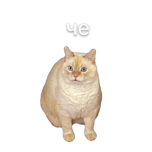 Sticker KremDaun - 1