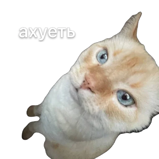 Sticker KremDaun - 1