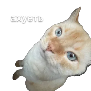 Sticker крем даун - 0