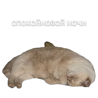 Sticker крем даун - 5