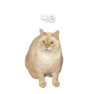 Sticker крем даун - 1