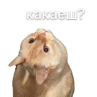 Sticker крем даун - 9