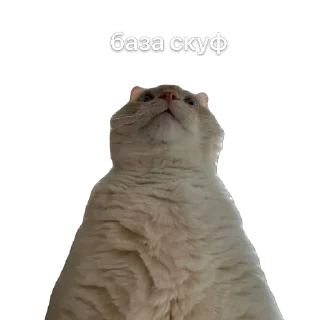 Sticker крем даун - 6