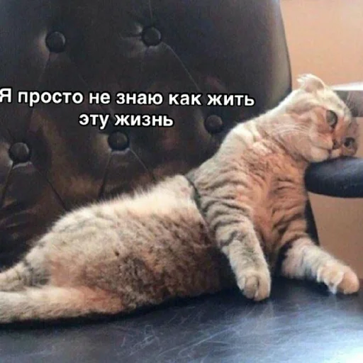 Sticker Krinzheneriya - 1