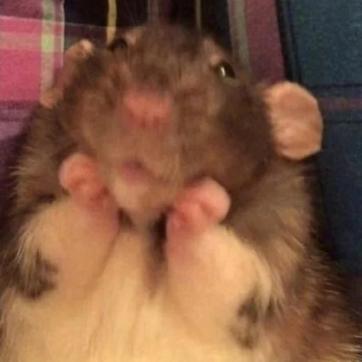 Sticker Krinzheneriya - 1