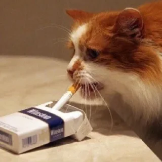 Стикер Кринженерия - 10