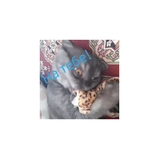 Sticker Крис - 8