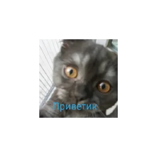 Sticker Крис - 7