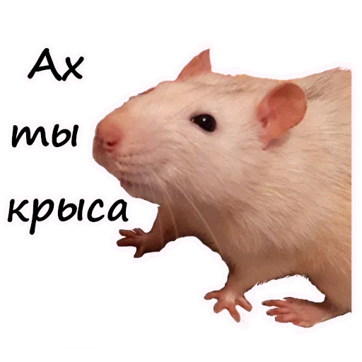 Стикер Ёся - 2