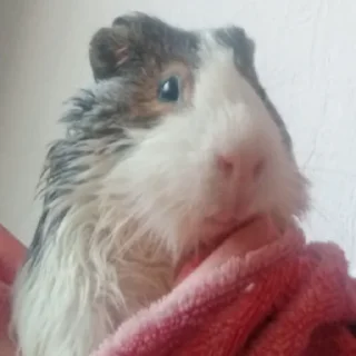 Стикер Mood Борис - 2