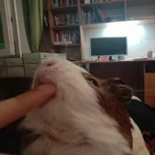 Стикер Mood Борис - 3