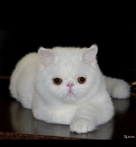 Стикер Krivtsova - 1