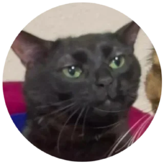 Стикер Кривые косые - 2