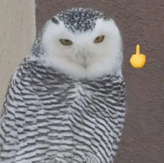 Стикер Кривые косые - 3