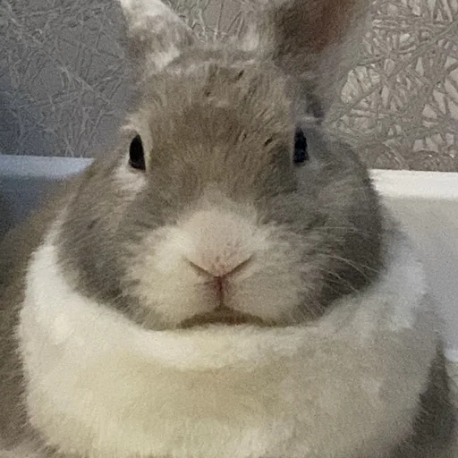 Стикер Krolik_i_Shmel - 1