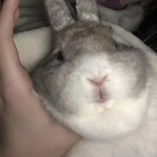 Стикер Krolik_i_Shmel - 1