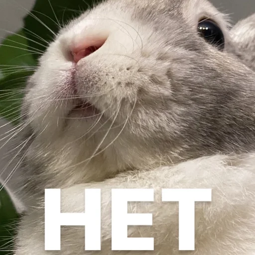 Стикер Krolik_i_Shmel - 1