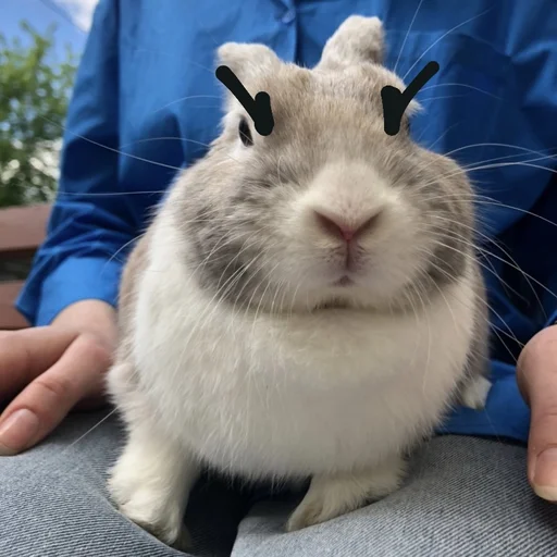 Sticker Krolik_i_Shmel - 1