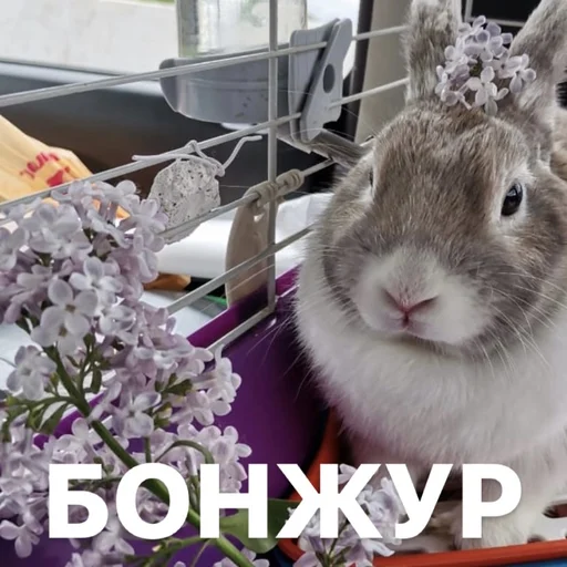 Sticker Krolik_i_Shmel - 1