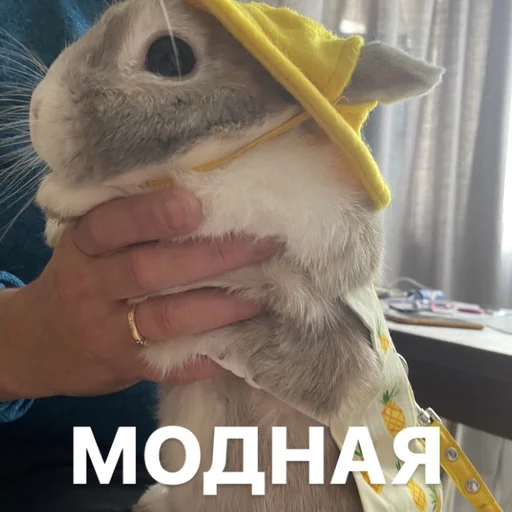 Стикер Krolik_i_Shmel - 1