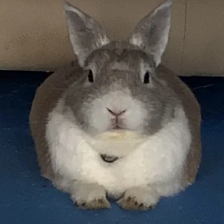 Стикер Кроля - 9