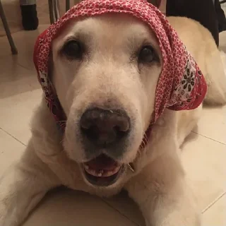 Стикер Кроля - 6