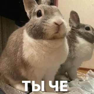 Стикер Кроля - 11