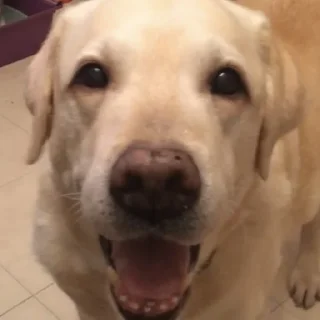 Стикер Кроля - 1