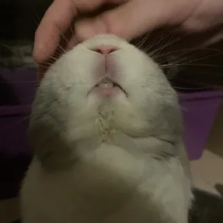 Стикер Кроля - 2