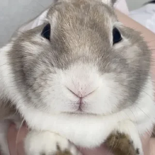 Стикер Кроля - 5