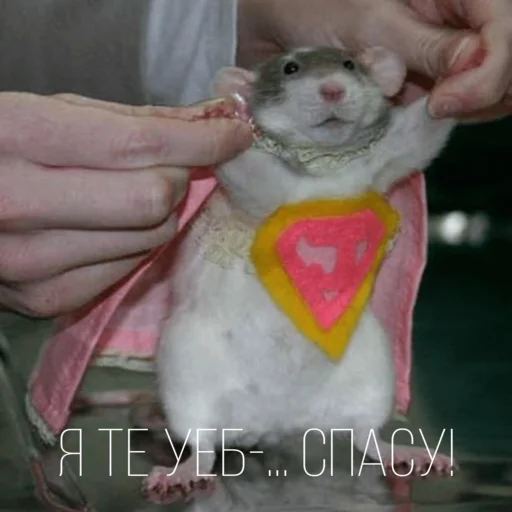 Sticker Крыски для переписки - 3