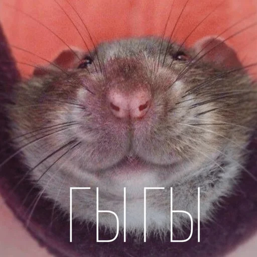 Sticker Крыски для переписки - 0