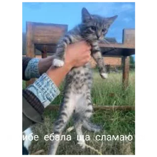 Стикер Крутве стикеры @stikeriOtKrutovoOfnika - 7