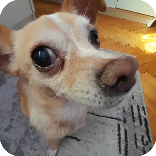 Стикер Kruuut - 9