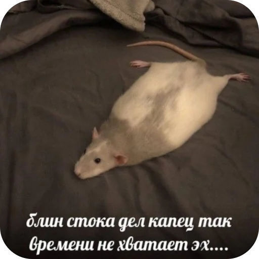 Стикер KrysAsc - 1