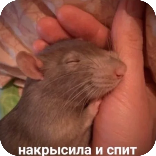 Стикер KrysAsc - 1