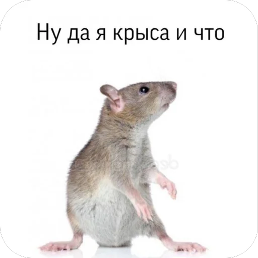 Стикер KrysAsc - 1