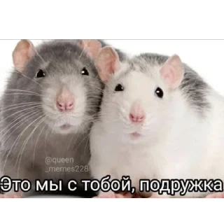 Sticker КрысAsc - 1