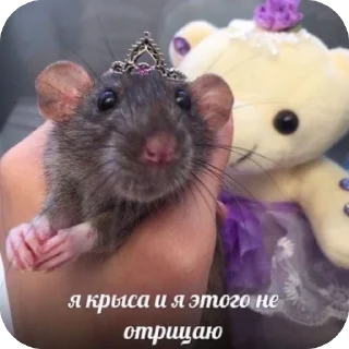 Sticker КрысAsc - 6