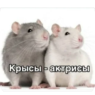 Sticker КрысAsc - 9