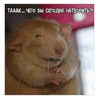 Sticker КрысAsc - 8