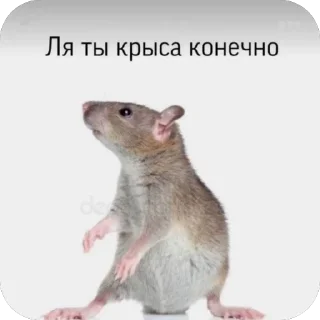 Sticker КрысAsc - 11