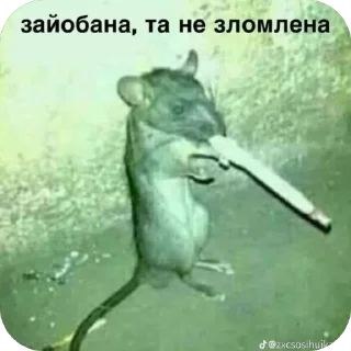 Sticker КрысAsc - 5